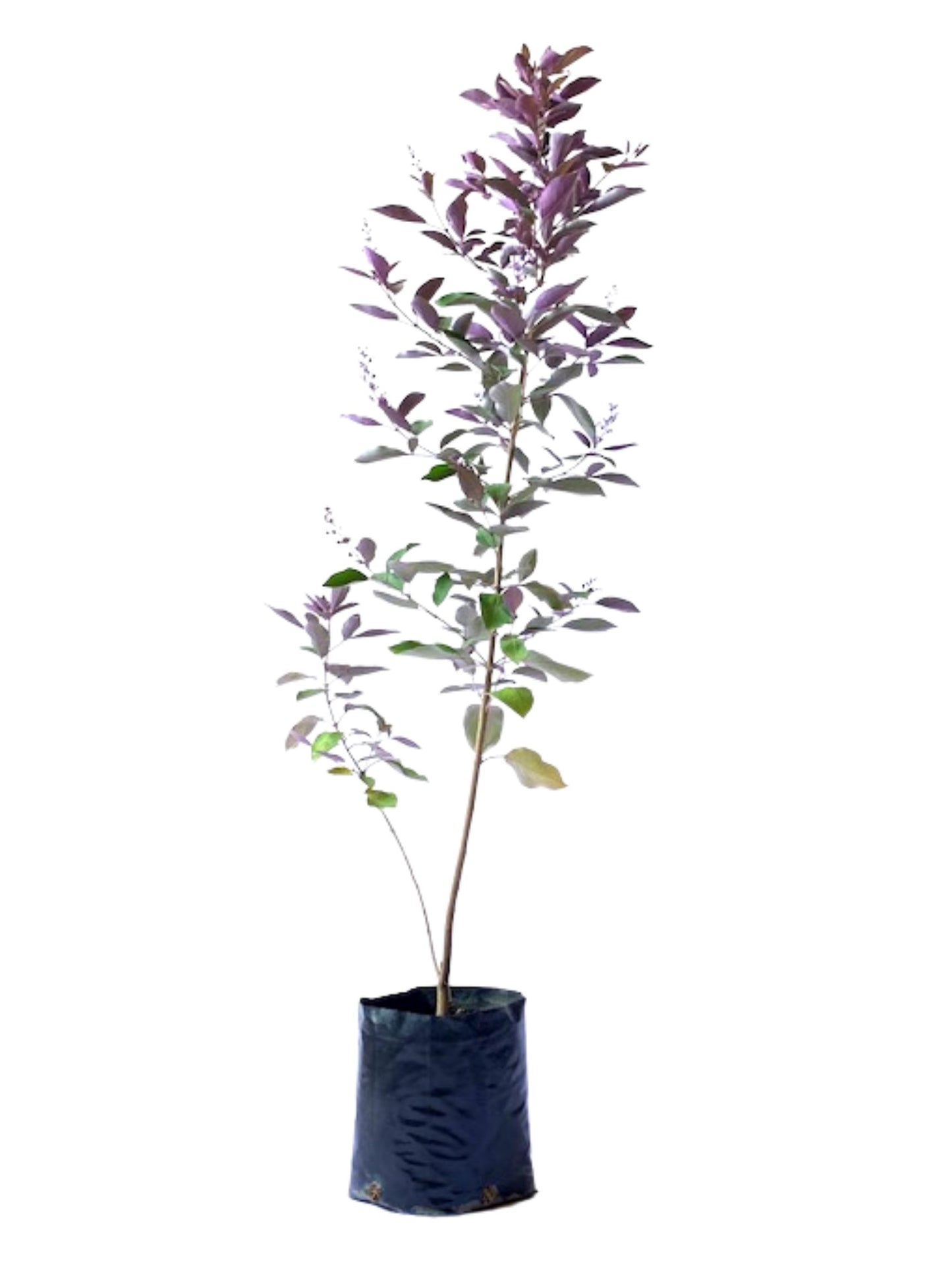 Vitex trifolia var. purpurea